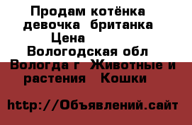 Продам котёнка ( девочка) британка › Цена ­ 3 000 - Вологодская обл., Вологда г. Животные и растения » Кошки   